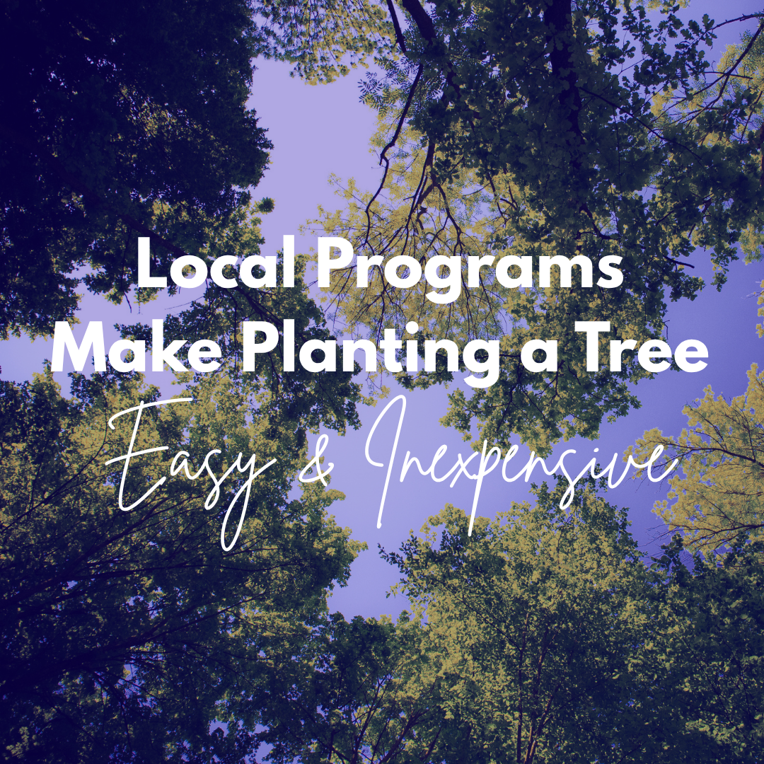 Local Programs Make Planting a Tree Easy and Inexpensive